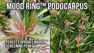 🌲Mood Ring™ Podocarpus  Easy Narrow Screening Plant [upl. by Braun673]