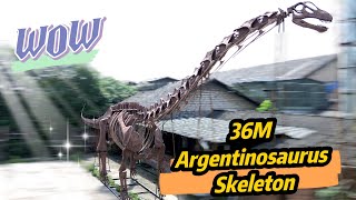 MY DINO  36M Argentinosaurus Skeleton [upl. by Buzz]