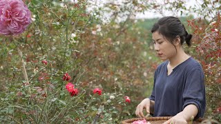 Harvest roses and distill rose water to beautify the skin daily cooking dingdingdangdang food [upl. by Allertse]