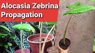 Alocasia  Zebrina Propagation [upl. by Elpmid]