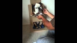 English bulldog Megaesophagus [upl. by Nairdad]