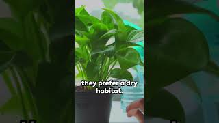 The Ultimate Guide to Pothos Indoor Plants Care Tips Propagation and Troubleshooting [upl. by Steven]