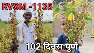 rvsm 1135 soybean variety  मो 7350879085 ता किनवट जि नांदेड [upl. by Elehcar21]