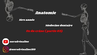 les os du crâne partie 3Anatomie شرح بالدارجة [upl. by Fusuy]