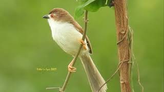 Yellow Eyed Babbler Call  Yellow Eyed Babbler Call [upl. by Foulk]