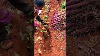 Use A Special Shovel Tool To Dig Genetically Modified Yam Planted In HighLevel Laterite Soil [upl. by Rosati]