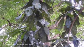 Chrysophyllum imperiale Sao Paulo Botanical Garden Brazil 11 2 2019 Antonio Silveira [upl. by Giesser]