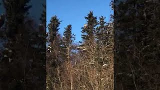 Large Gathering of Bald Eagles at Garbage Dump in Alaska  ViralHog [upl. by Cissy]