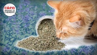 What is catnip really — Speaking of Chemistry [upl. by Draner]