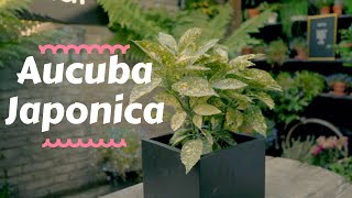 Aucuba Japonica  Top Outdoor Plants 💫 [upl. by Notsa380]