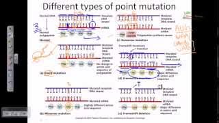 Genetic mutation DNA mutation point mutation [upl. by Seumas]