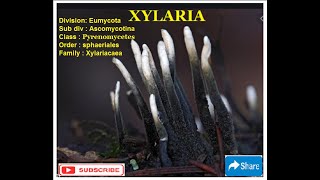 XYLARIA  Life Cycle [upl. by Eitak638]