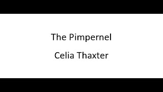 The Pimpernel  Celia Thaxter [upl. by Appleby]