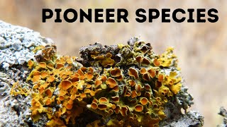 Pioneer speciesStages Primary Succession  Ecology Basics [upl. by Brinn]