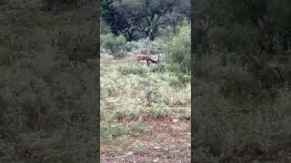 Black bucks fighting like rams animals shorts hunting [upl. by Tosch]