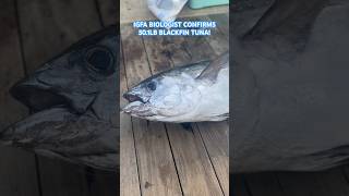 PENDING WORLD RECORD 501LB Blackfin Tuna 🤯 floridafishing fishing worldrecord [upl. by Roselia897]