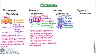 Membranes [upl. by Alemat432]