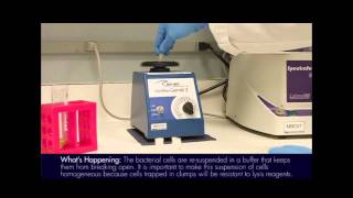 Plasmid Mini Prep Protocol [upl. by Sigsmond]