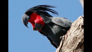 The Drumming Bird  The elusive palm cockatoo [upl. by Assej511]