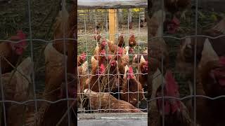 🚐 KELOWNA URBAN FARM RV PARK 🐓 Hidden Gem RV Park Review RVPark Kelowna okanaganvalley [upl. by Algie697]