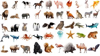 🐧 100 Domestic Animals Vocabulary l Domestic Animals Name In English With Pictures [upl. by Chris629]