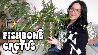 How to care for a FISHBONE CACTUS 🌵 Epiphyllum anguliger care and propagation ✨ [upl. by Chapin]