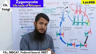 Zygomycota  Life cycle of zygomycota  Life cycle of Rhizopus  Lec06  part 1 bio [upl. by Sew]