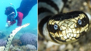 Sea Snakes Explained [upl. by Eudoxia]