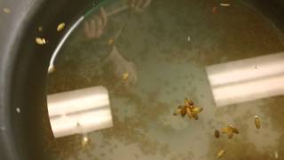 How To Whirlpool your Beer Wort to Create a Trub Cone [upl. by Oiled310]