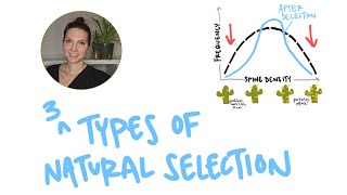 3 Types of Natural Selection Stabilizing Disruptive and Directional Selection [upl. by Staley]