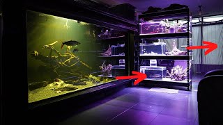 New aquarium for my baby Coelacanth in the fish roomBlack wolf fish Curupira [upl. by Valera]