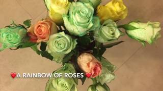 How to make RAINBOW ROSES experiment  Hoe maak je een regenboog van rozen  DIY [upl. by Ainaznat]