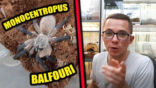 Monocentropus Balfouri Opis gatunkowy Czy na pierwszego jadusa [upl. by Wallie]