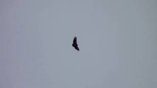 black vulture flying [upl. by Ellinet]