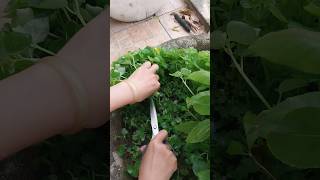 Harvesting Peperomia pellucida vegetables rokathegardener gardening garden gardener [upl. by Yrffej829]