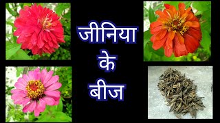 401 Collect Zinnia Seeds  जीनिया के बीज इकट्ठा करें  How To Collect Zinnia Seeds  Store Seeds [upl. by Jeanna]