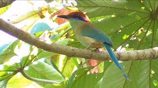 Russetcrowned Motmot in Mexico [upl. by Karney]