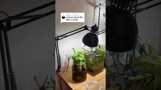 What lighting do I use for my lowtech nofilter aquariums shorts [upl. by Tania588]