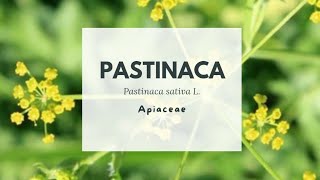 PASTINACA  Pastinaca sativa  Parsnip  Apiaceae [upl. by Nillek]