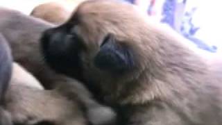 Creating Super Puppies Early Neurological Stimulation [upl. by Asilak]