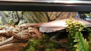 Northern Blue Tongue Skink Bioactive Setup [upl. by Ttergram511]