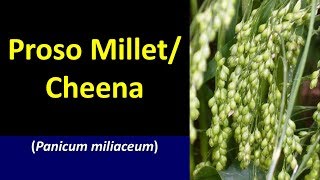 Package of Prctices for Proso millet Cheena Panicum miliaceum [upl. by Gerald157]