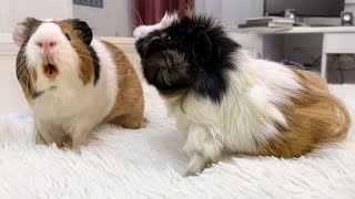 Crazy Guinea Pig sounds What do they mean [upl. by Ardnalahs]