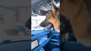 German shepherd loves long drives  GSD love [upl. by Atima]