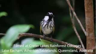 Whitecheeked Honeyeater call [upl. by Eilegna]