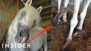 Rescue Horse With 30Pound Hooves Can Walk Again  Insider [upl. by Mathian]