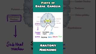 Parts of BASAL GANGLIA made easy with mnemonic for USMLE NEET PG INICET NCLEX [upl. by Nellir]