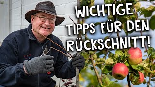 Apfelbaum richtig schneiden ✂️ Tipps und Tricks für einen sauberen Rückschnitt [upl. by Ianej]