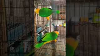 Black Head Caique available for sale birds exotic birdsvlogs birdslover sale lovebirds viral [upl. by Vigor]