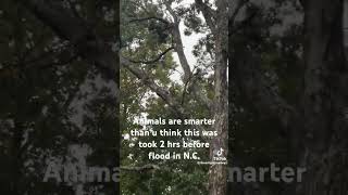 Bears take refuge in trees 2hrs before hurricane hit North Carolina [upl. by Finnie]